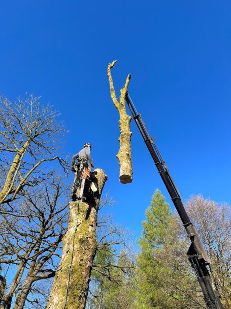 Neaum Crag Tree Surgery Neaum Crag Tree removal