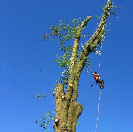 Grasmere Tree work Grasmere Tree Surgeons