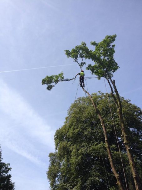 Kendal Tree Surgery Kendal Tree Surgeons