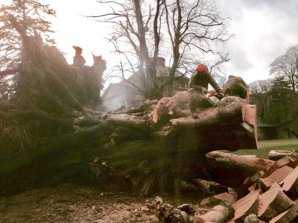 Windermere Tree Surgery Windermere Tree Surgeons